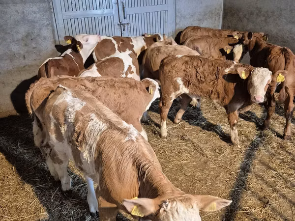 सांड, Simmental cattle