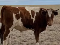 公牛, Kazakh White-headed cow — 照片 2