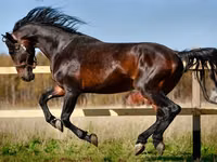 فرس, Horse breed — الصورة 5