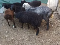 Widder, Arabi sheep — Foto 8
