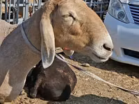 نعجة, Edilbay sheep — الصورة 3