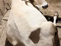 Kuh, Ukrainian Brown Dairy Cattle — Foto 1