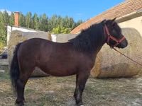 Yegua, Caballos — foto 4