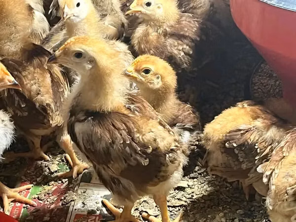 Rhode Island Rot