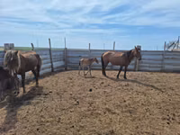 Caballos (lote, sexo no especificado), Caballos — foto 7