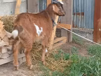 Billy Goat, Beetal goats — photo 7