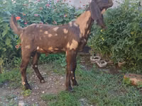 تيس, Nubian Goat — الصورة 8