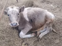Bulle, Simmental cattle — Foto 2
