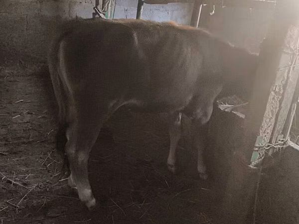 公牛, Cattle — 吉尔吉斯斯坦