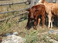 公牛, Cattle — 照片 3