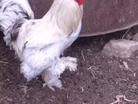 Brahma — Foto 2