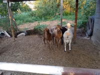 Schaf, Hissar sheep — Foto 1