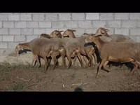 Schaf, Arashan sheep — Foto 5