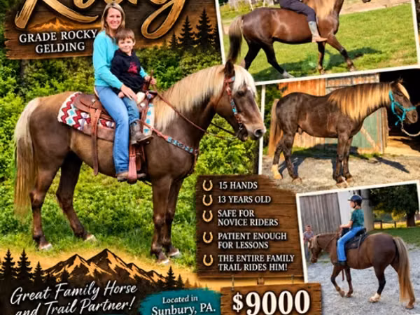 Hengst, Rocky Mountain Horse