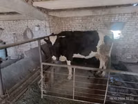 Kuh, Holstein-Rasse — Foto 2