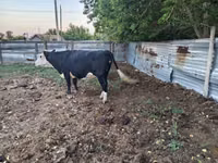 Kuh, Russian Black pied cattle — Foto 6