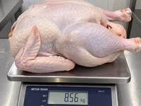 Turkeys — Foto 3