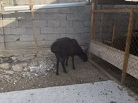 Carnero, Hissar sheep — foto 7