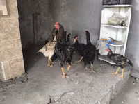 Chickens — foto 2