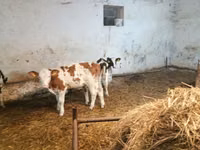 Bovinos (lote, sexo no especificado), Simmental cattle — foto 1