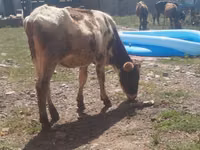 母牛, Russian Black pied cattle — 照片 1
