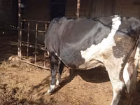 Kuh, Russian Black pied cattle — Foto 3