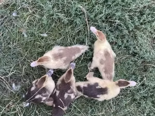 Ducks