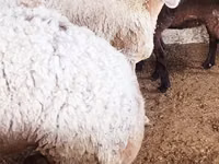 Oveja, Ovejas — foto 1