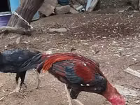 Chickens — الصورة 1