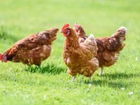 Chickens — Foto 2