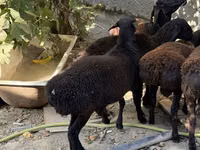 Қошқар, Aland sheep — 2-сурет