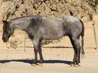 حصان, Quarter Horse — الصورة 8