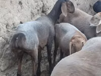 Schaf, Arashan sheep — Foto 5