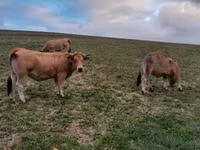 Kuh, Aubrac cattle — Foto 2