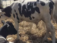 ثور, Russian Black pied cattle — الصورة 5