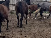 Hengst, Kushum Horse — Foto 3