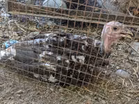 Turkeys — foto 5