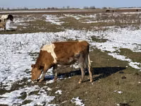 Vaca, Simmental cattle — foto 2