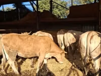 Kuh, Blonde d’Aquitane cattle — Foto 2