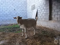 عنزة, Saanen goat — الصورة 8