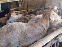 Қошқар, Rhon sheep — 7-сурет
