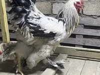 Brahma — Foto 5