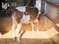 Bull, Simmental cattle — photo 2