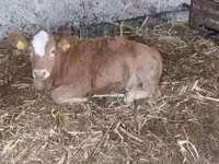 गाय, Simmental cattle — फ़ोटो 3
