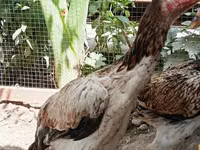 Chickens — الصورة 3