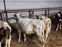 Bovinos (lote, sexo no especificado), Simmental cattle — foto 2