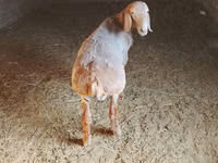 Қошқар, Arashan sheep — 5-сурет