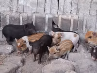 Schweine (Partie, Geschlecht nicht angegeben) — Foto 3
