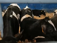 Toro, Russian Black pied cattle — foto 4