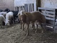 मेढ़ा, Arashan sheep — फ़ोटो 3